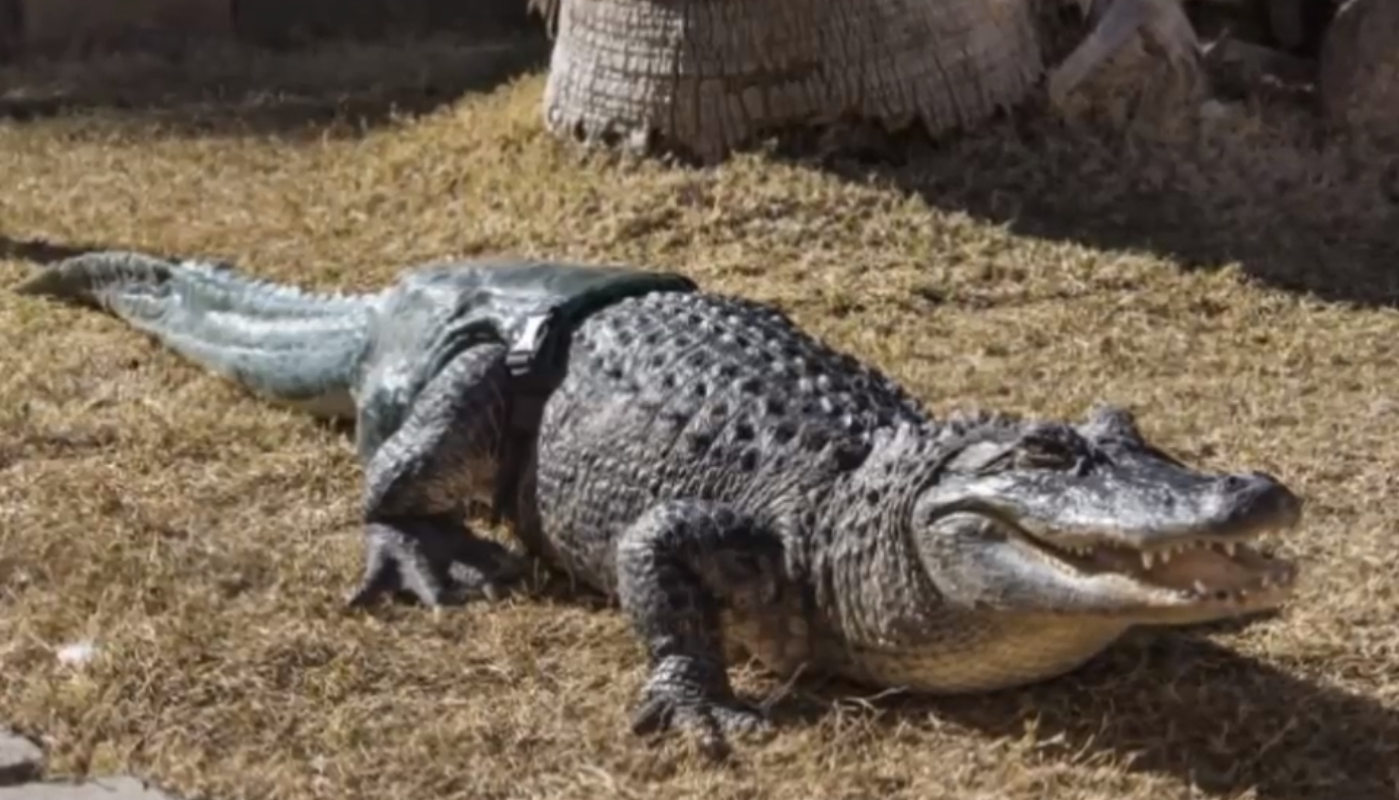 Hjälp, svans, Biten, svansprotes, Alligator, åt upp